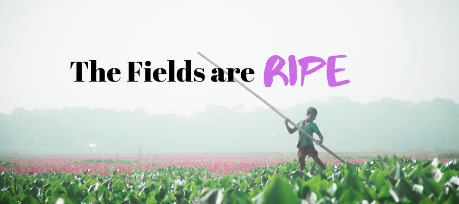 The Fields are Ripe